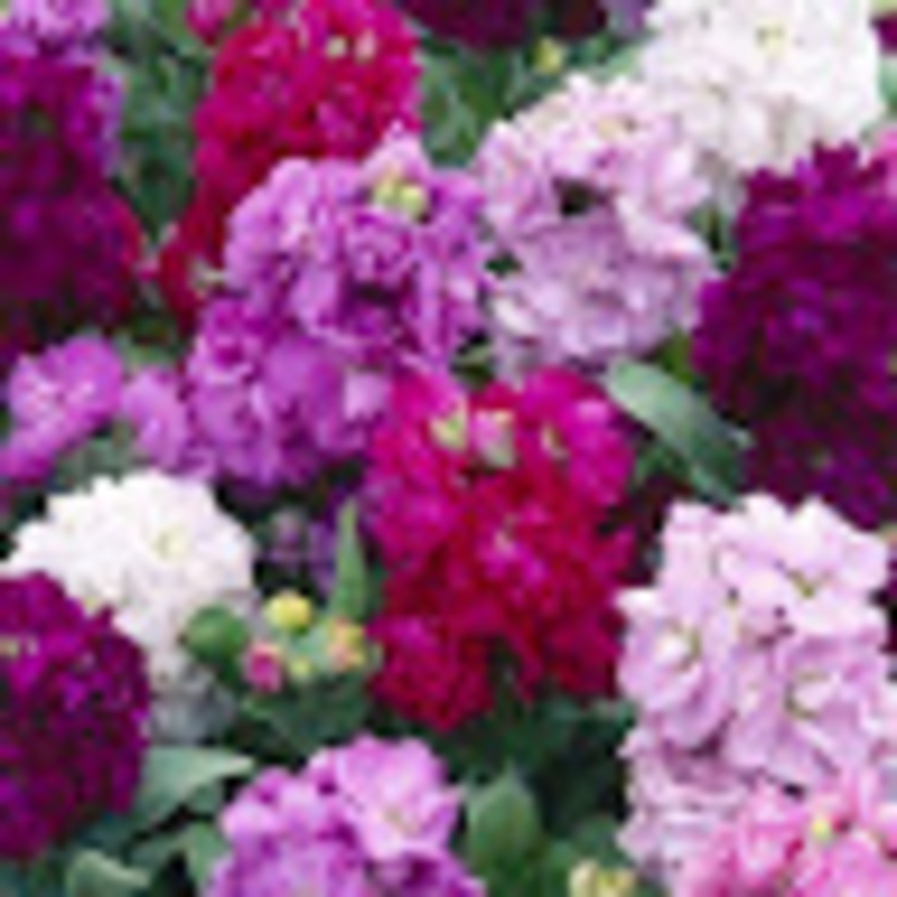 Meet your Posher, Alhelí